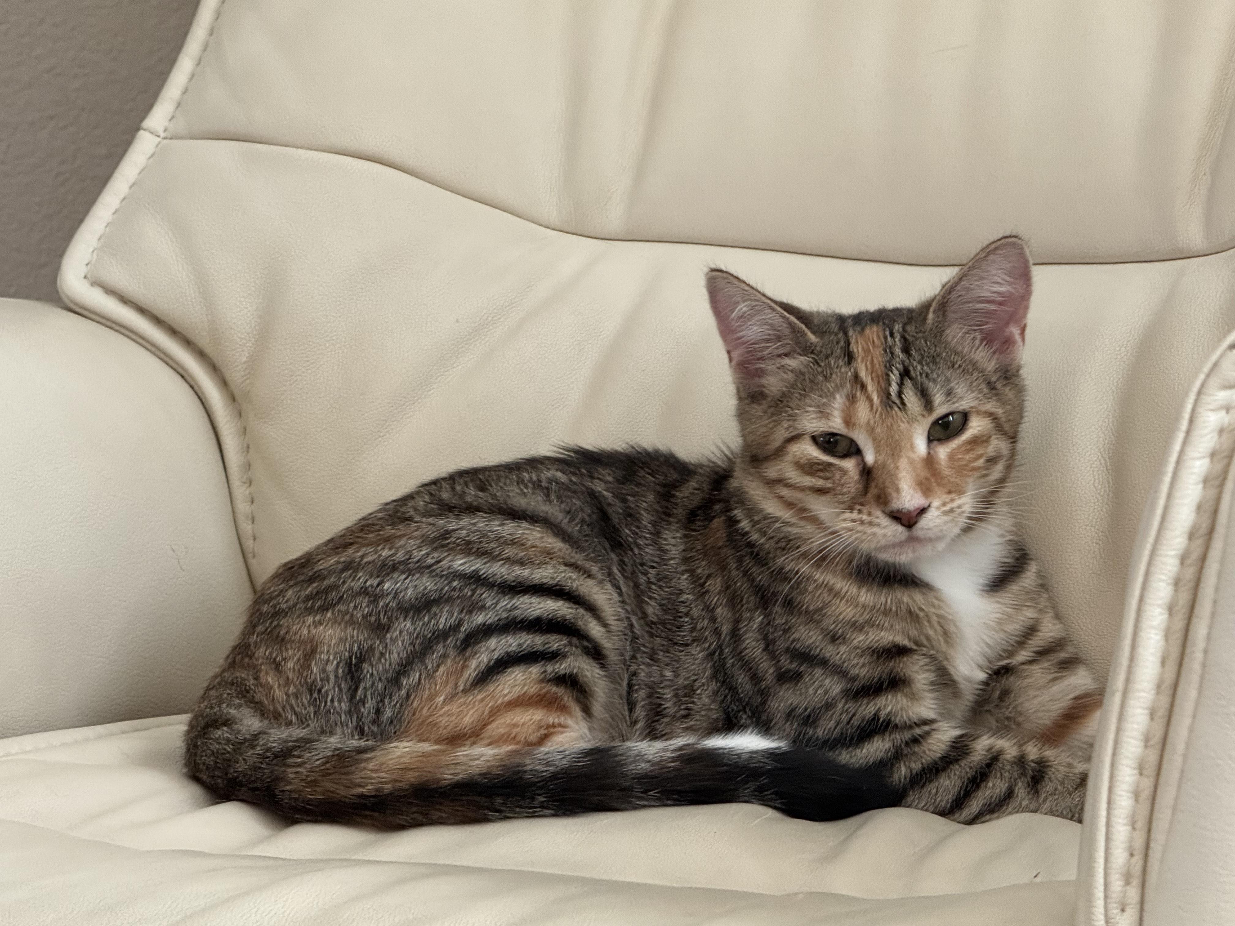 Callie, a Adoptable Tabby in Monrovia , CA image 3/3