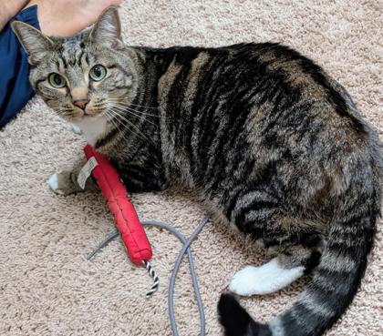 Bailey, Adoptable, Adult Female Domestic Short Hair & Domestic Short Hair.