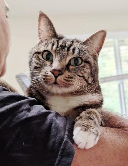 Enlarge Bailey, a Adoptable mixed breed in Encinitas, CA image 2/3