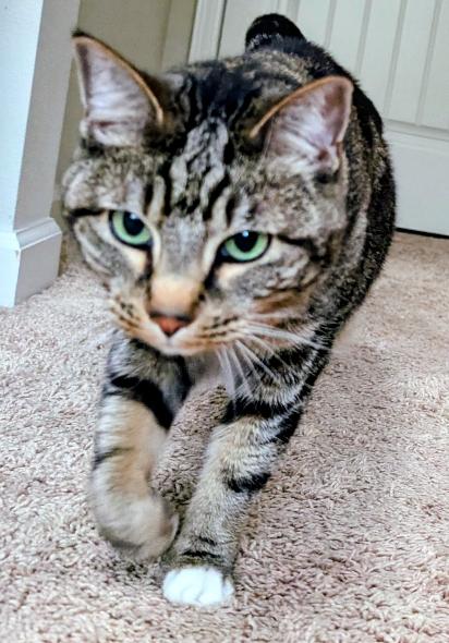 Enlarge Bailey, a Adoptable mixed breed in Encinitas, CA image 3/3