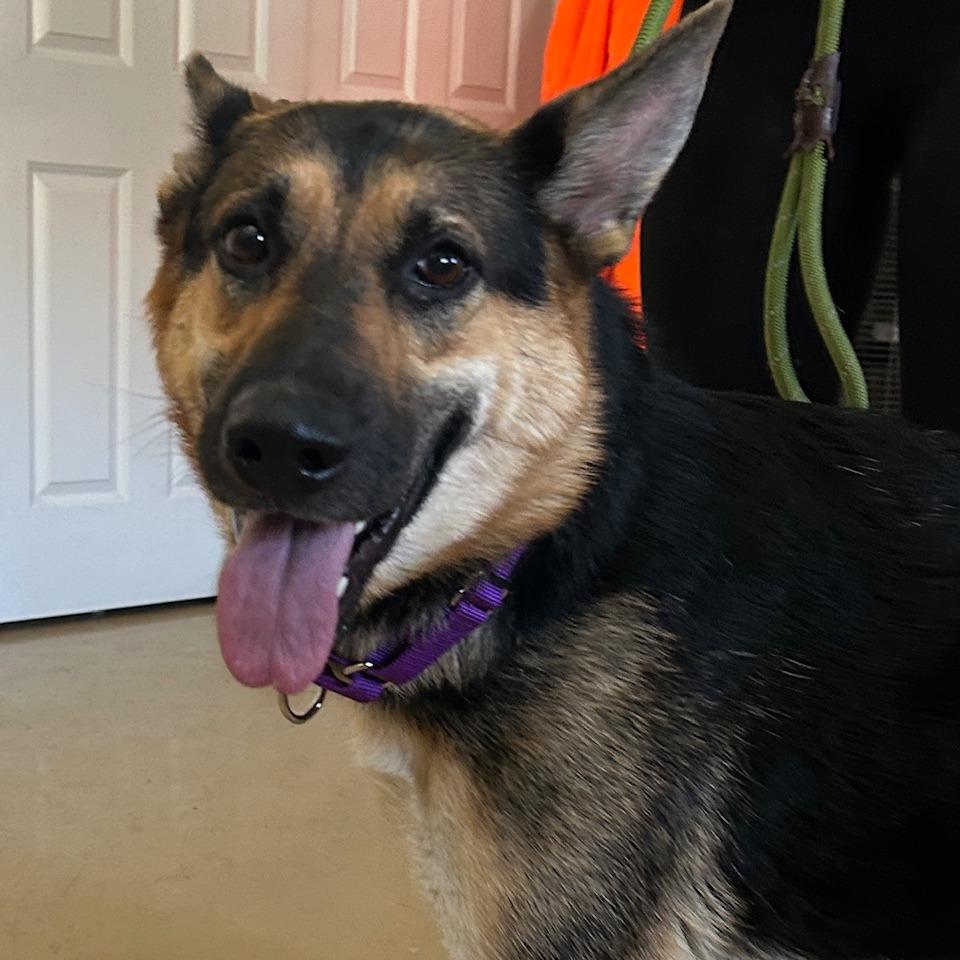 Val (26-048), a Adoptable German Shepherd Dog in New Ringgold, PA image 1/6