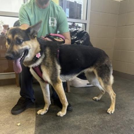 Val (26-048), a Adoptable German Shepherd Dog in New Ringgold, PA image 2/6