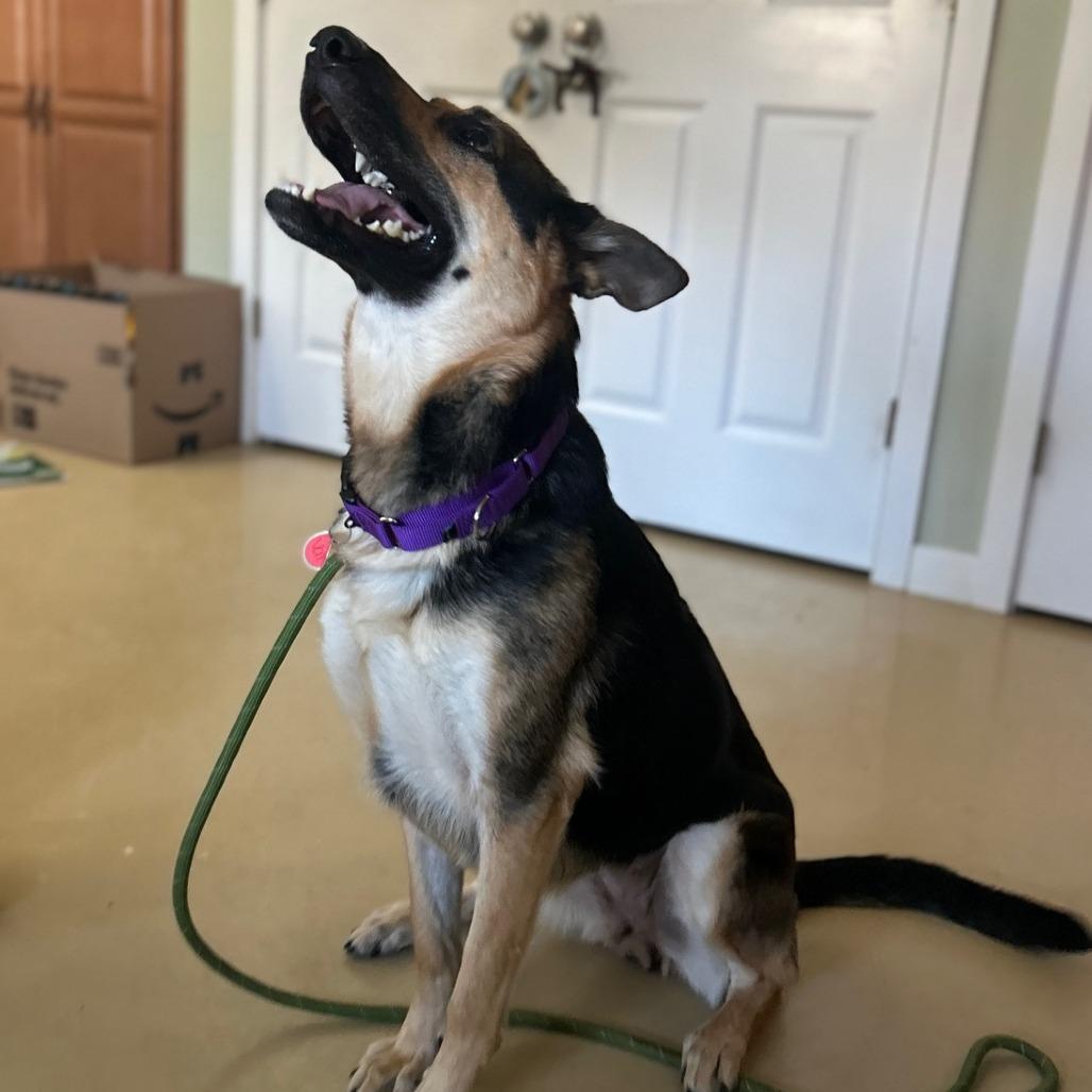 Val (26-048), a Adoptable German Shepherd Dog in New Ringgold, PA image 3/6