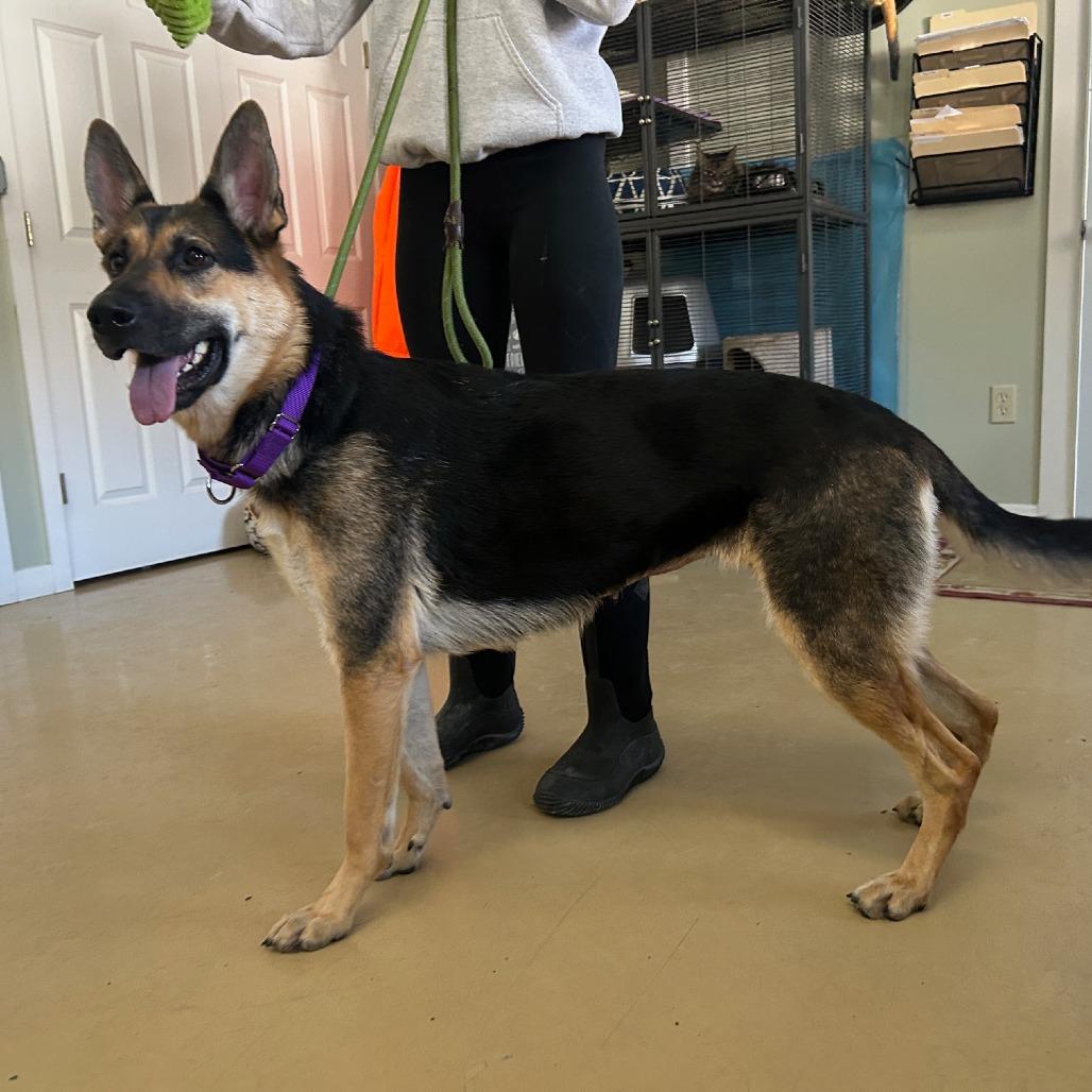 Val (26-048), a Adoptable German Shepherd Dog in New Ringgold, PA image 4/6