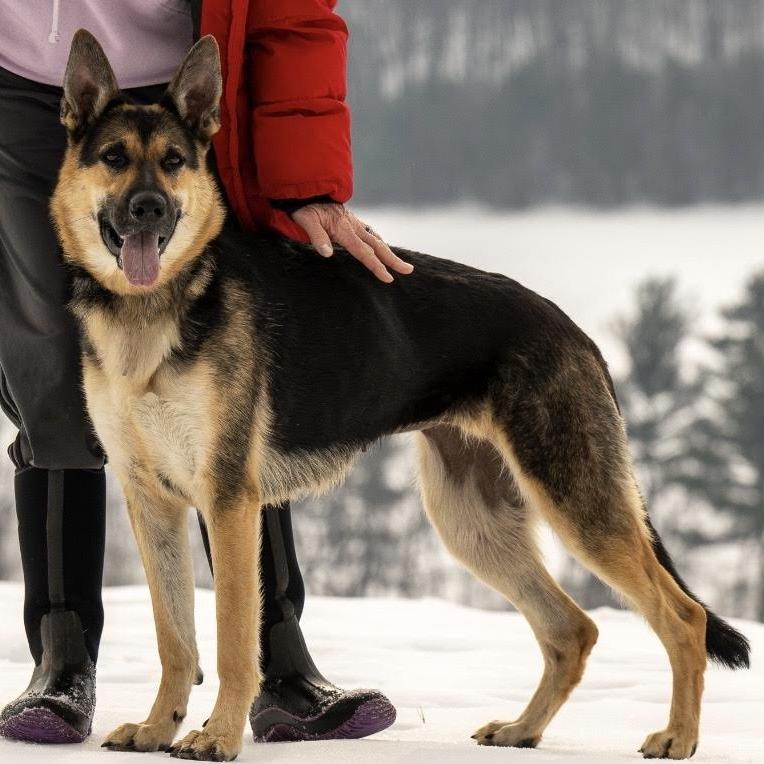 Val (26-048), a Adoptable German Shepherd Dog in New Ringgold, PA image 5/6