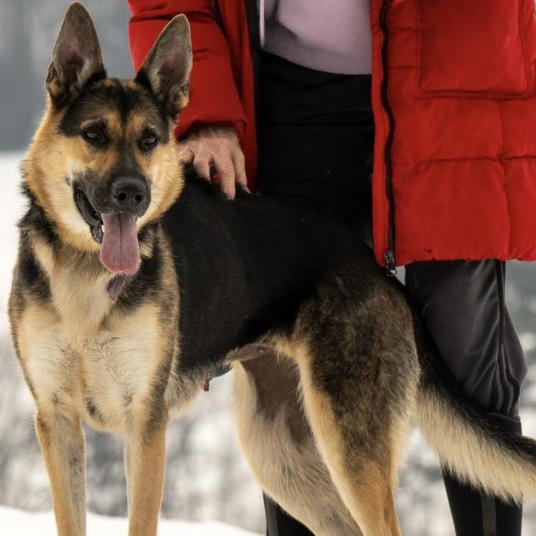 Val (26-048), a Adoptable German Shepherd Dog in New Ringgold, PA image 6/6