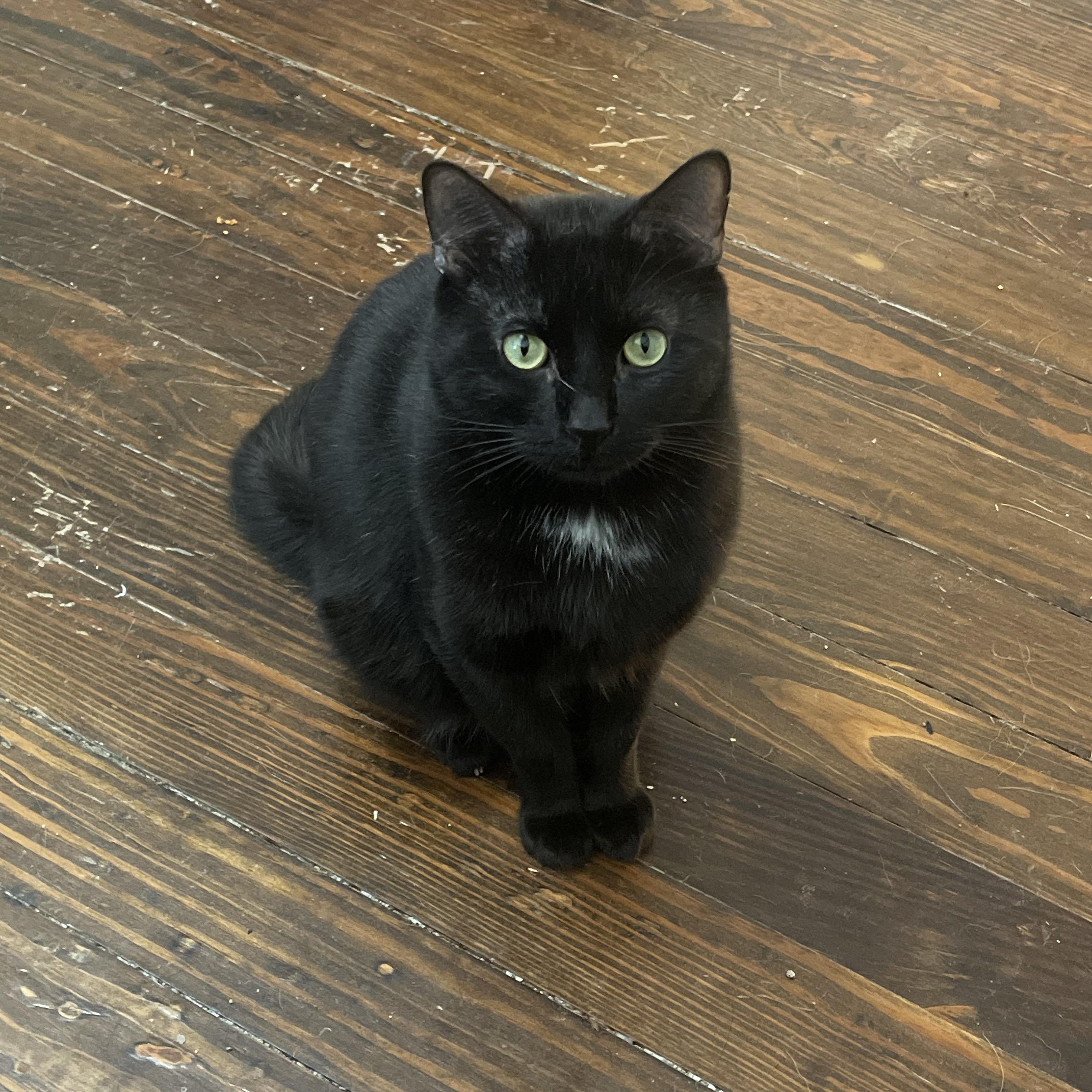 Enlarge Boba, a Adoptable Domestic Short Hair in Justin, TX image 5/6