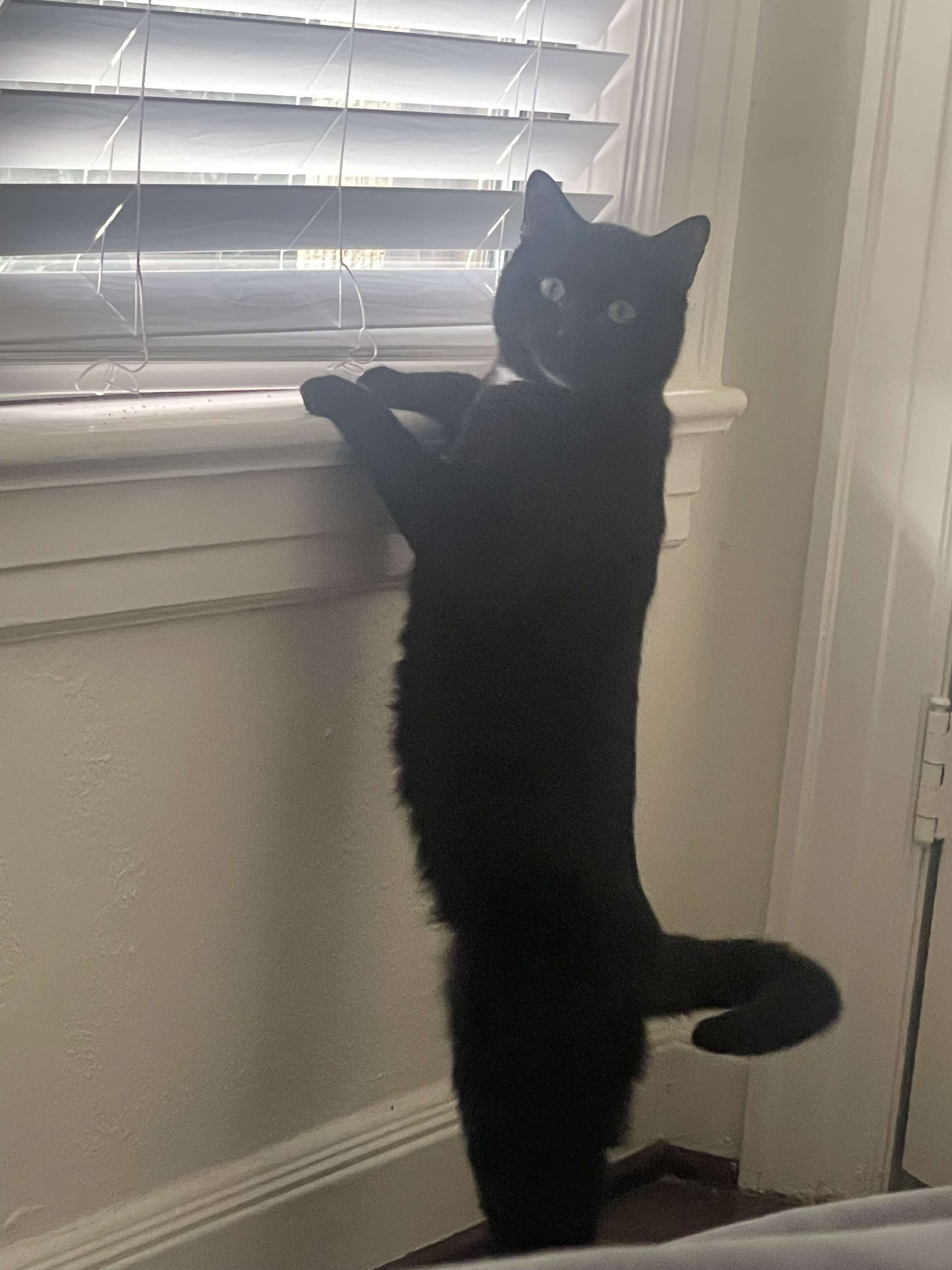 Enlarge Boba, a Adoptable Domestic Short Hair in Justin, TX image 4/6