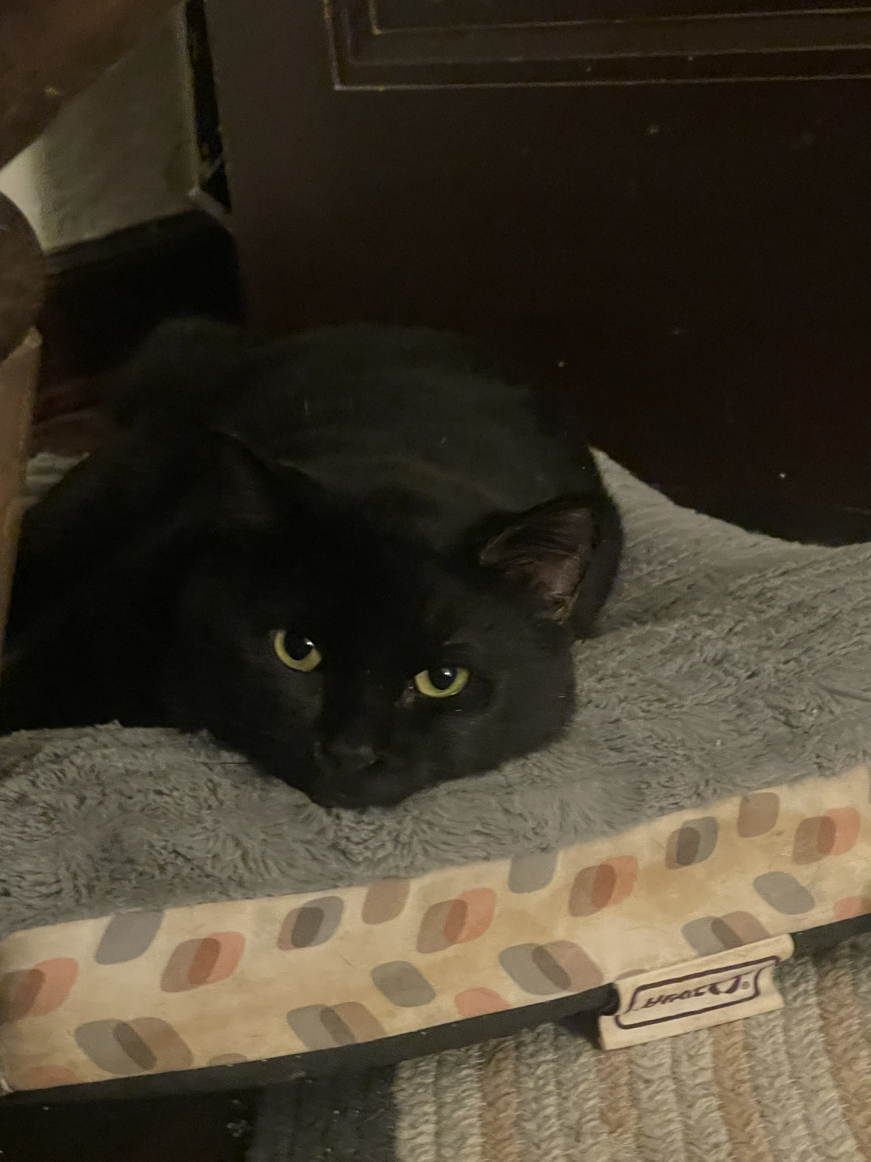 Enlarge Boba, a Adoptable Domestic Short Hair in Justin, TX image 6/6