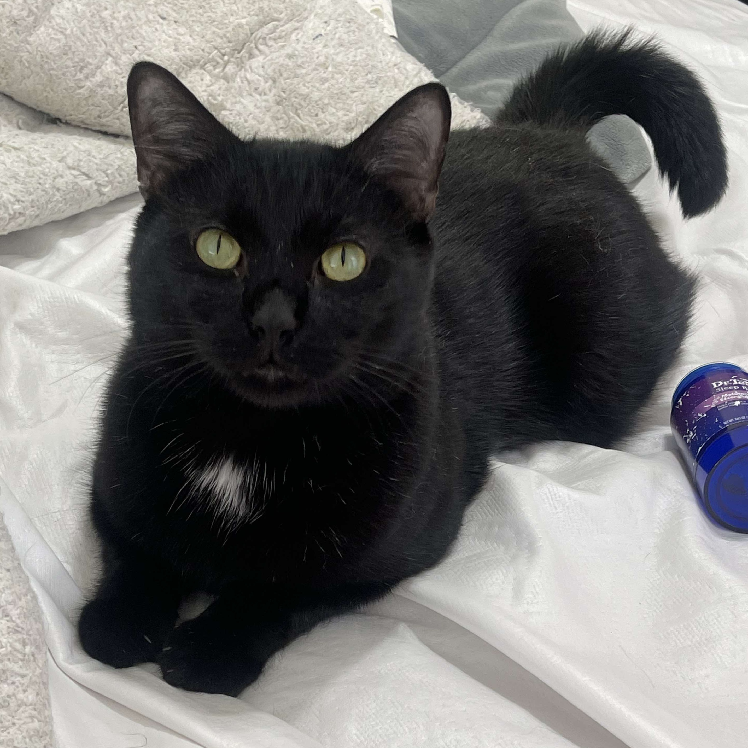 Enlarge Boba, a Adoptable Domestic Short Hair in Justin, TX image 1/6