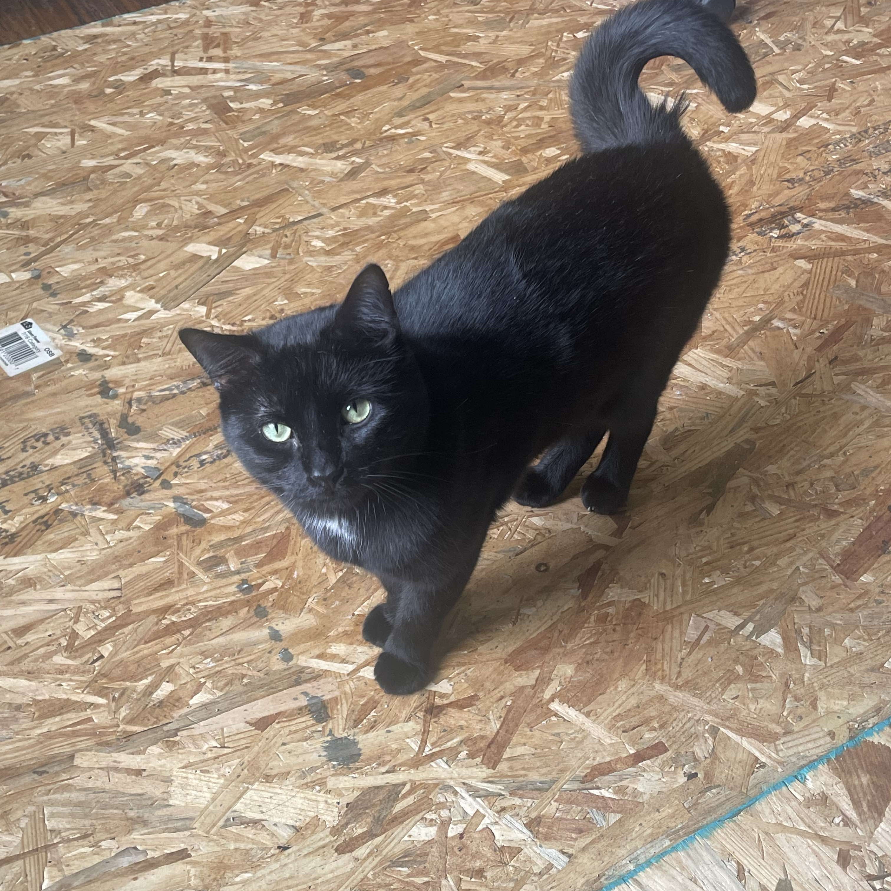 Enlarge Boba, a Adoptable Domestic Short Hair in Justin, TX image 3/6