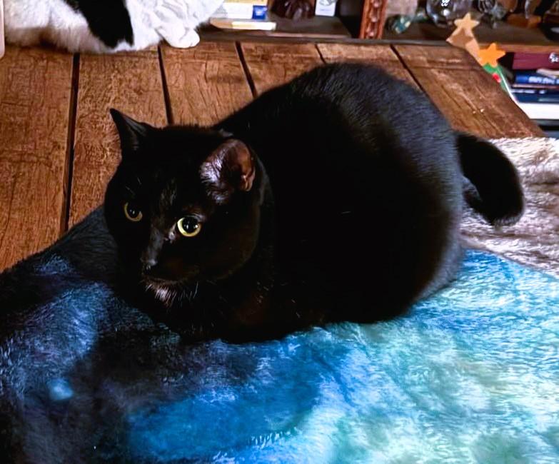 Enlarge Boba, a Adoptable Domestic Short Hair in Justin, TX image 2/6