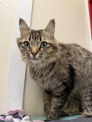 Mrs. Whiskers, a Adoptable mixed breed in Pleasanton, CA image 1/3