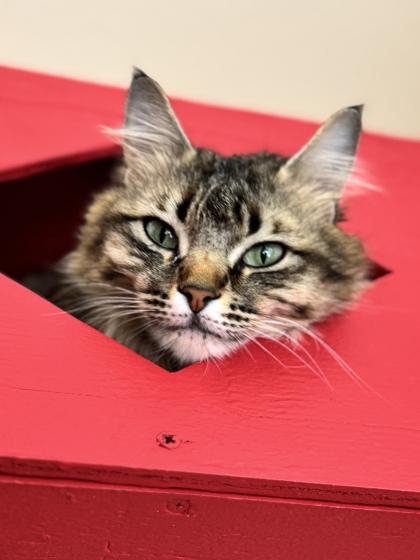 Mrs. Whiskers, a Adoptable mixed breed in Pleasanton, CA image 2/3