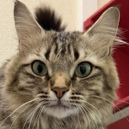 Mrs. Whiskers, a Adoptable mixed breed in Pleasanton, CA image 3/3