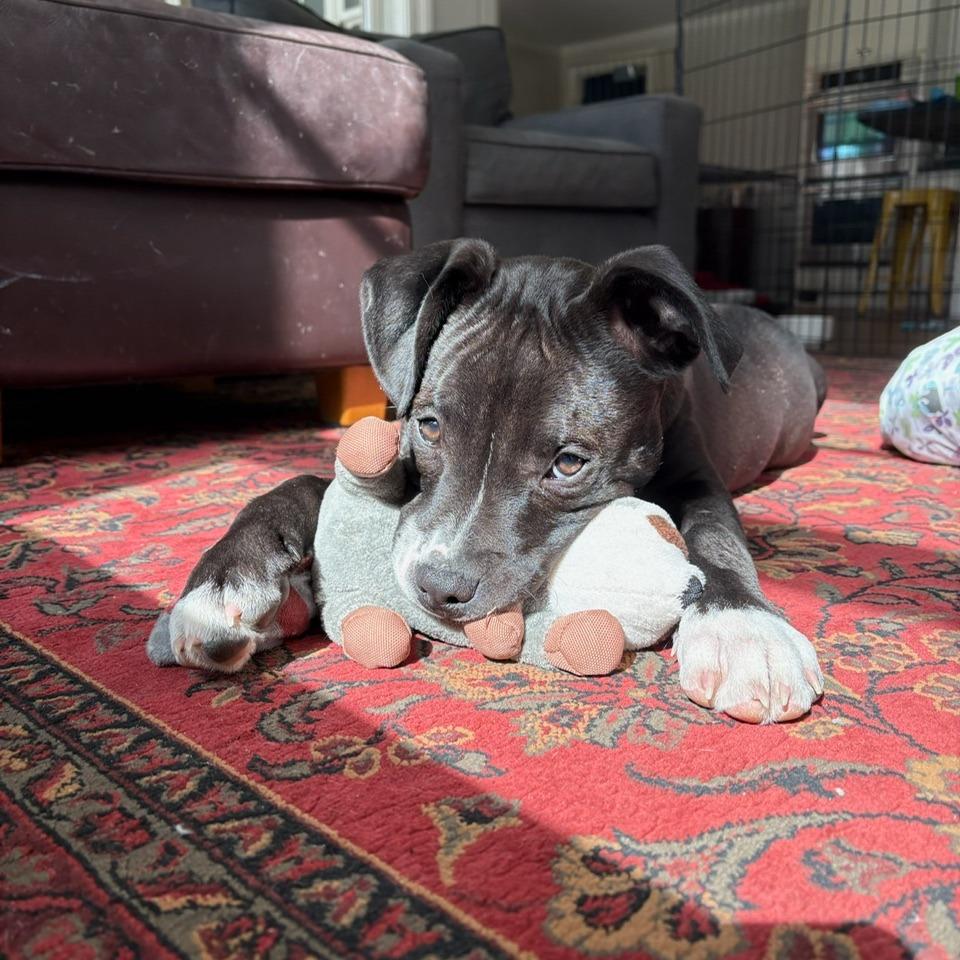 Charlie, Adoptable, Puppy Male Mixed Breed & Mixed Breed.