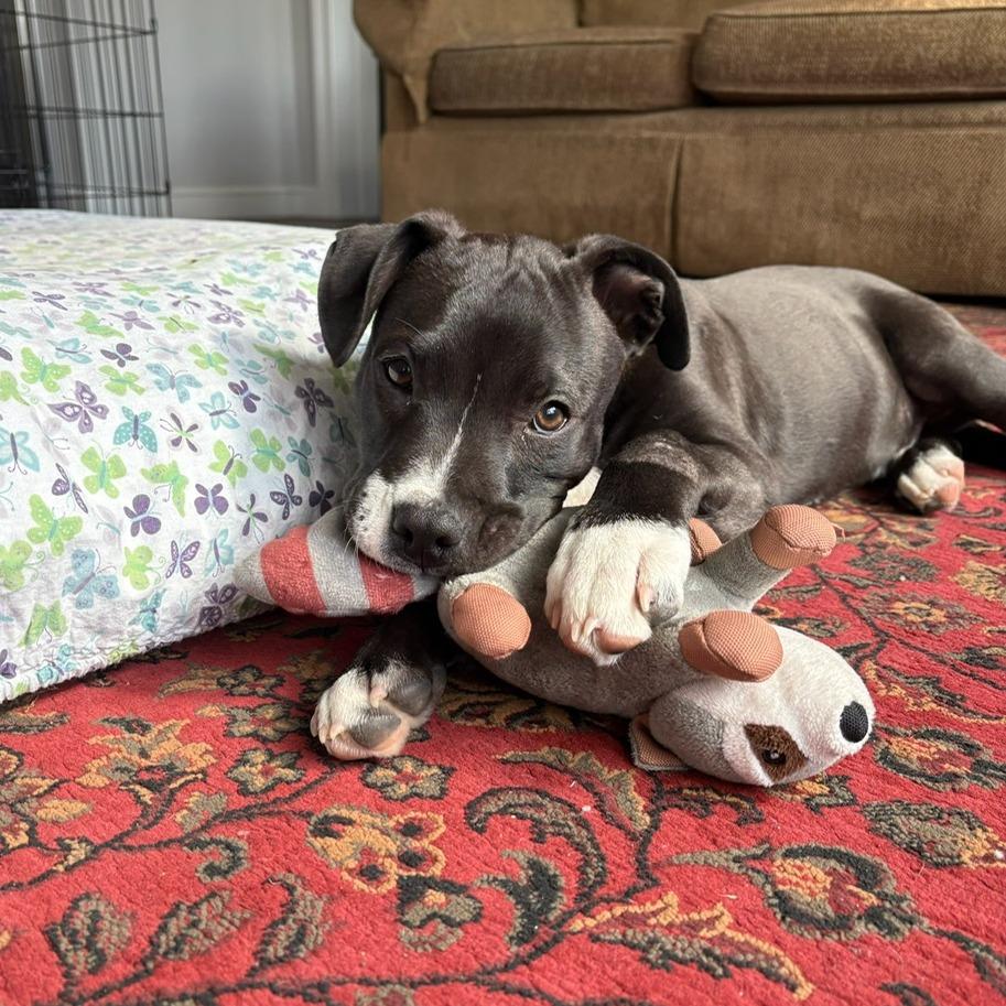 Enlarge Charlie, a Adoptable mixed breed in Hopkinton, MA image 2/6