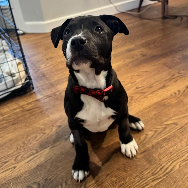 Enlarge Charlie, a Adoptable mixed breed in Hopkinton, MA image 3/6