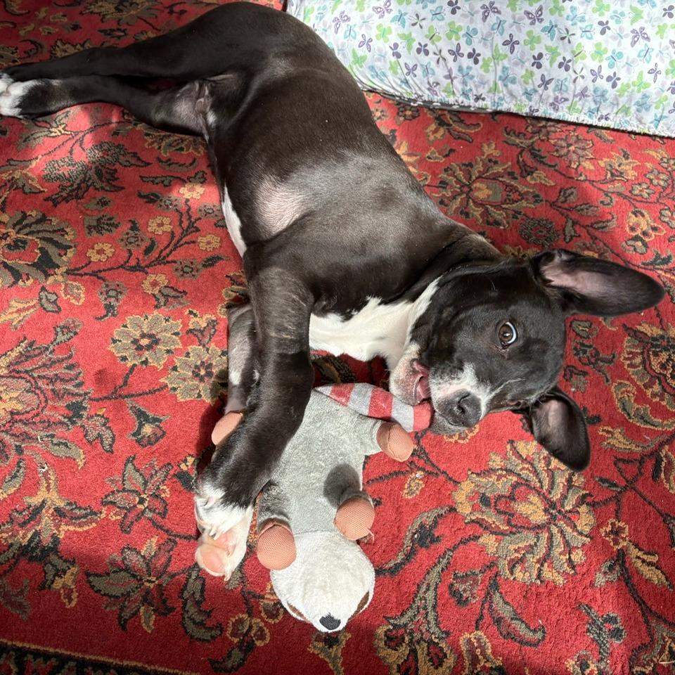 Enlarge Charlie, a Adoptable mixed breed in Hopkinton, MA image 4/6