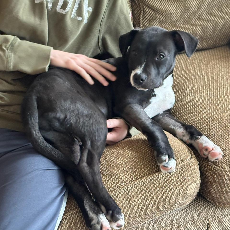 Enlarge Charlie, a Adoptable mixed breed in Hopkinton, MA image 5/6