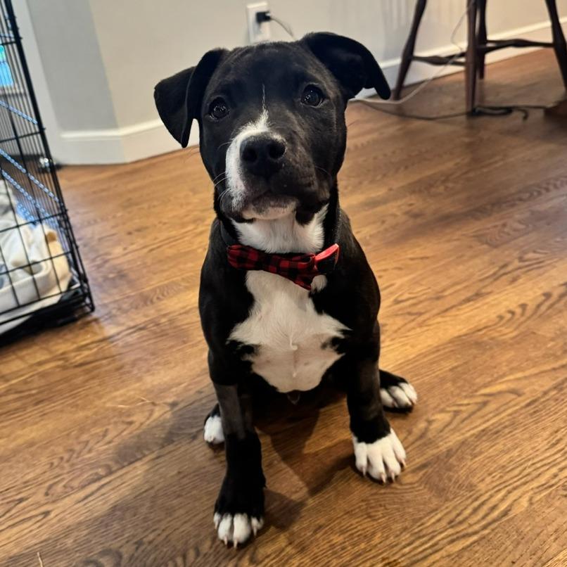 Enlarge Charlie, a Adoptable mixed breed in Hopkinton, MA image 6/6