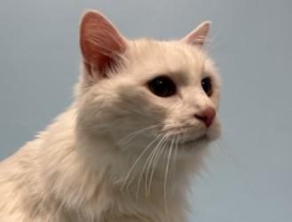 Butters, Adoptable, Senior Male Domestic Long Hair & Domestic Short Hair.