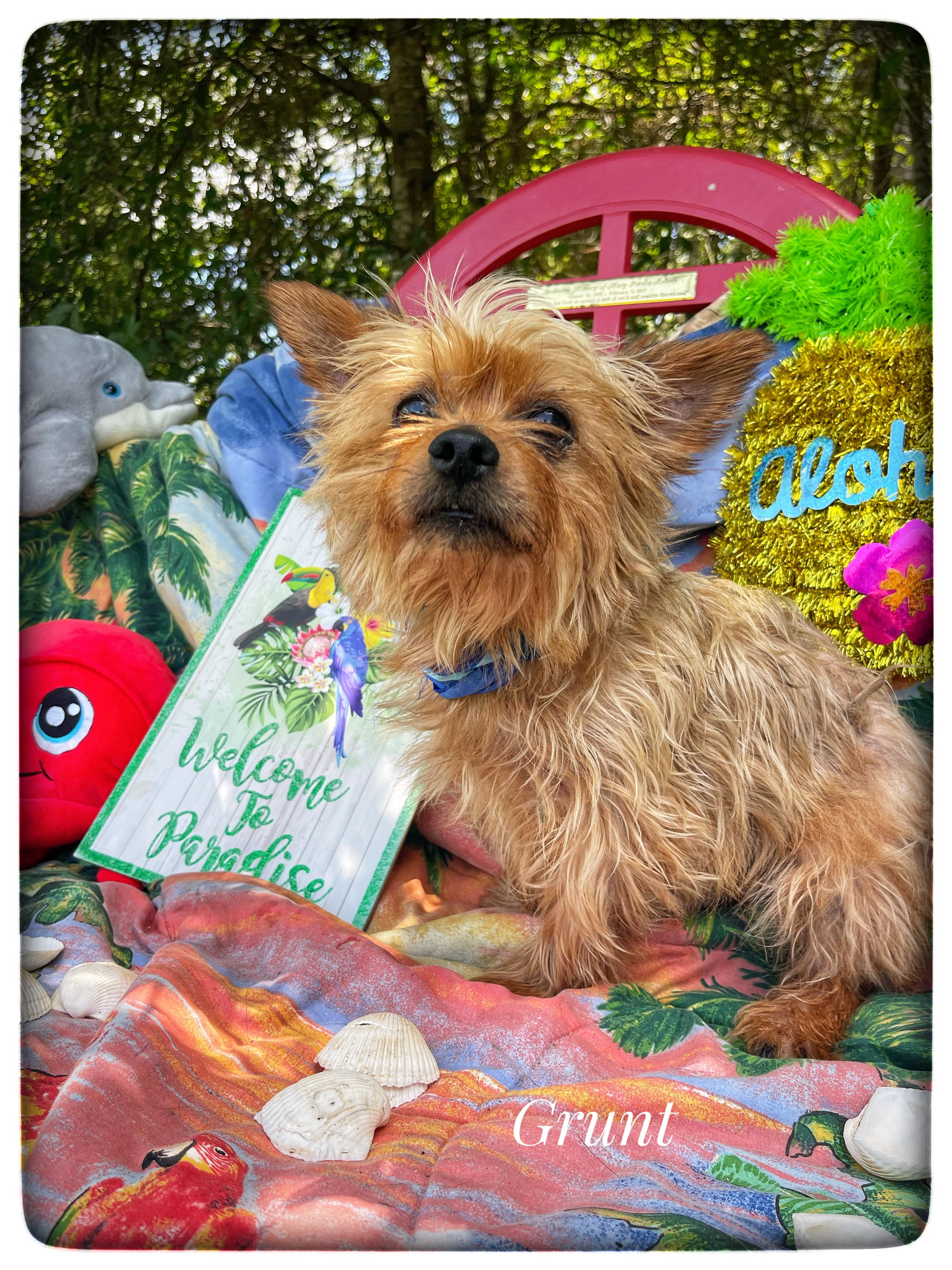 Grunt, adopted, Adult Male Yorkshire Terrier.