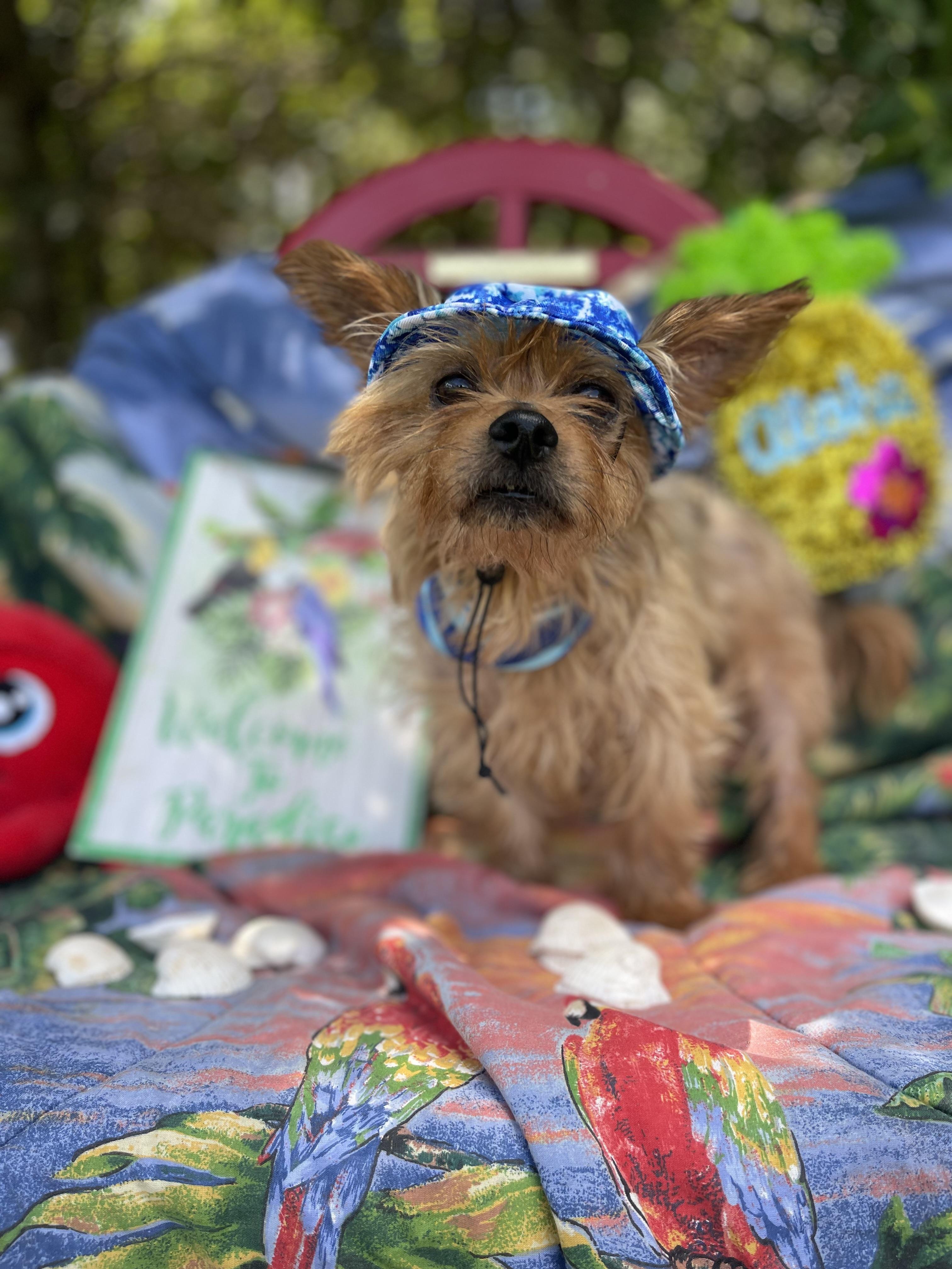 Enlarge Grunt, an adopted mixed breed in Sebring, FL image 4/4
