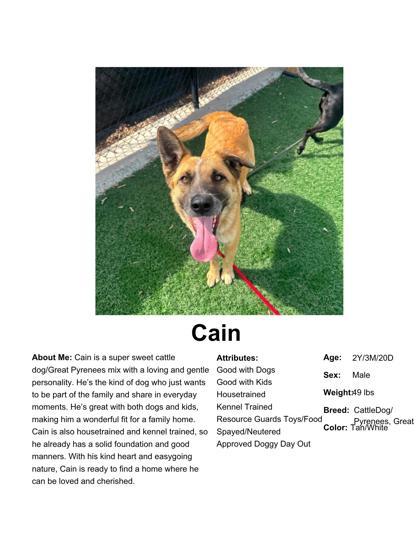 Cain, ADOPTABLE, Adult Male German Shepherd Dog.