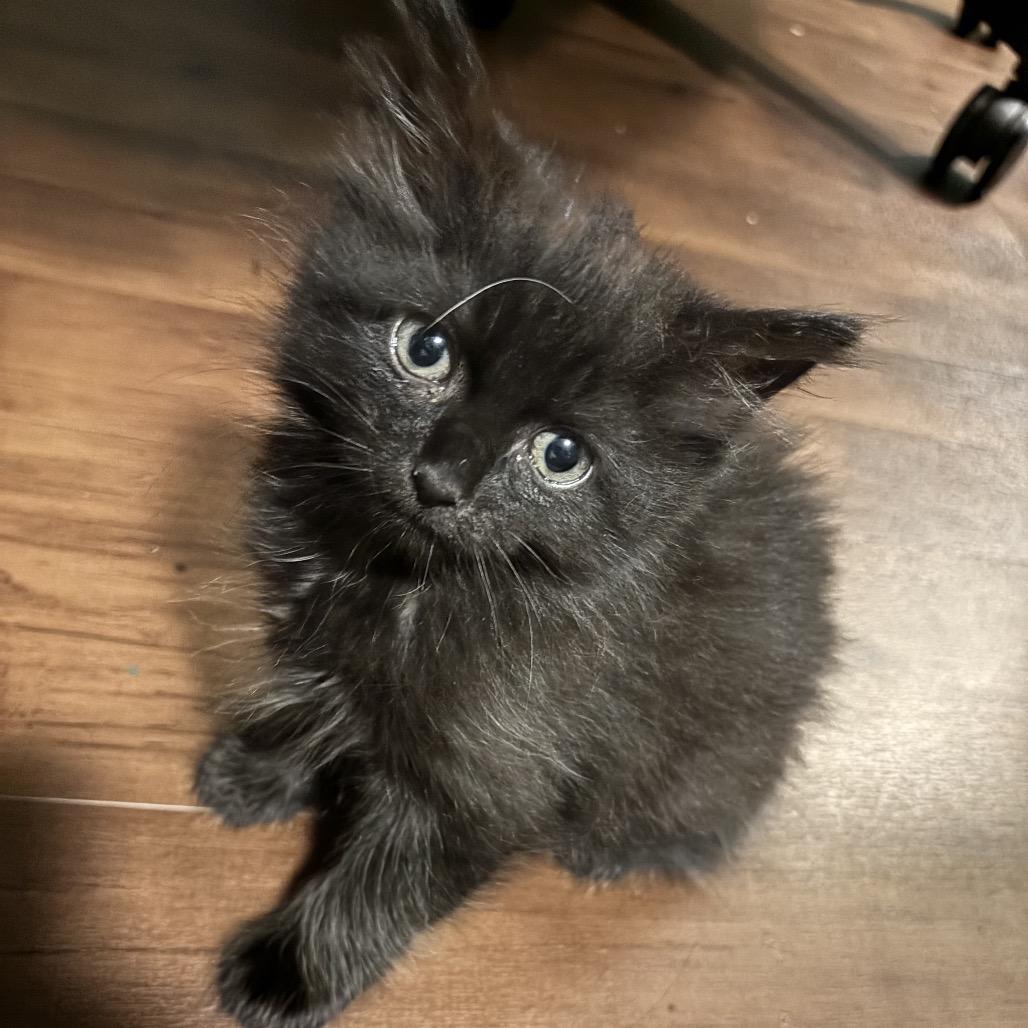 Nero, a Adoptable Domestic Medium Hair in Germantown, MD image 1/4