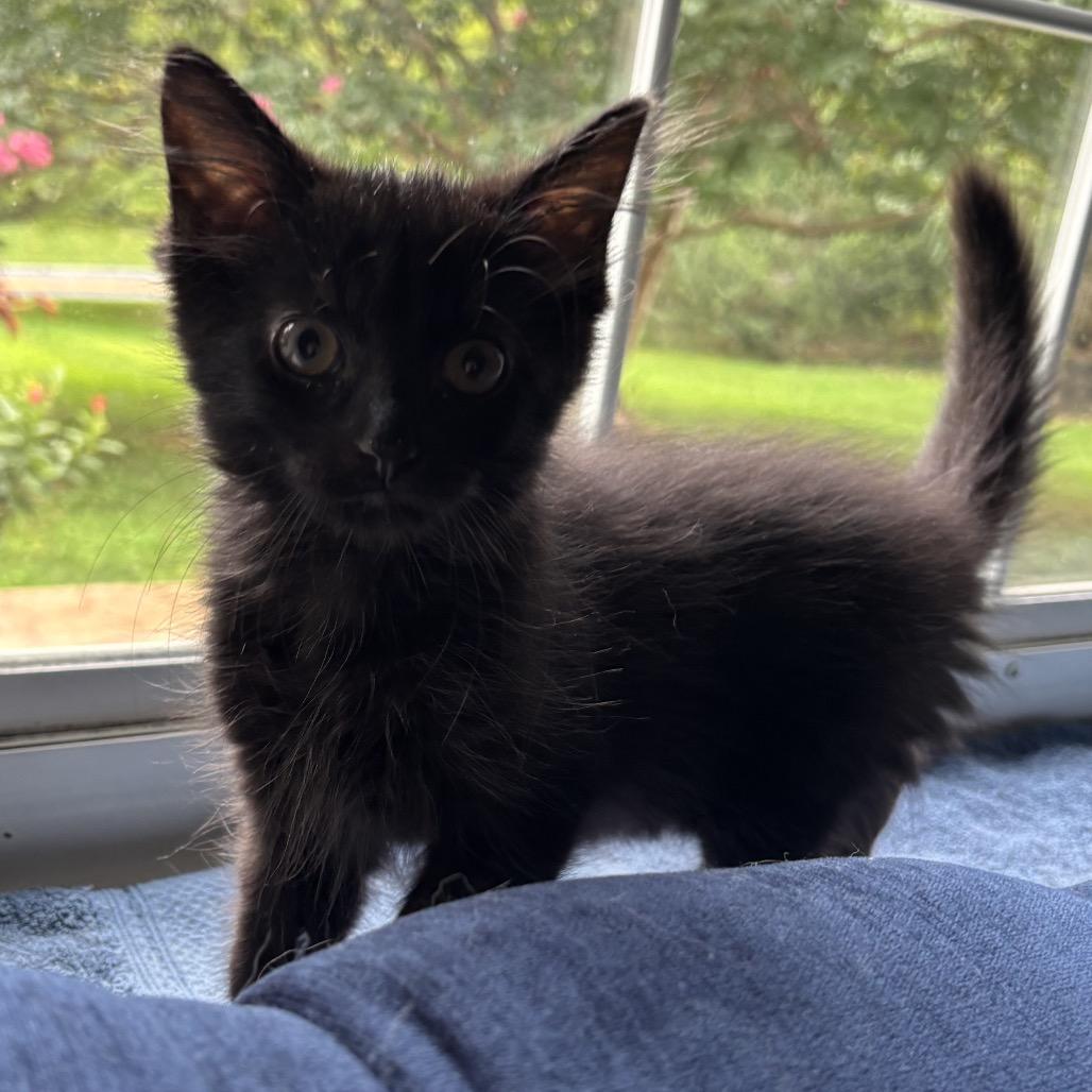 Nero, a Adoptable Domestic Medium Hair in Germantown, MD image 2/4