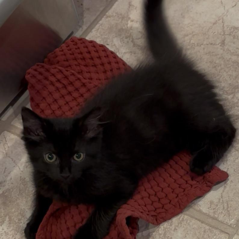 Nero, Adoptable, Young Male Domestic Medium Hair.