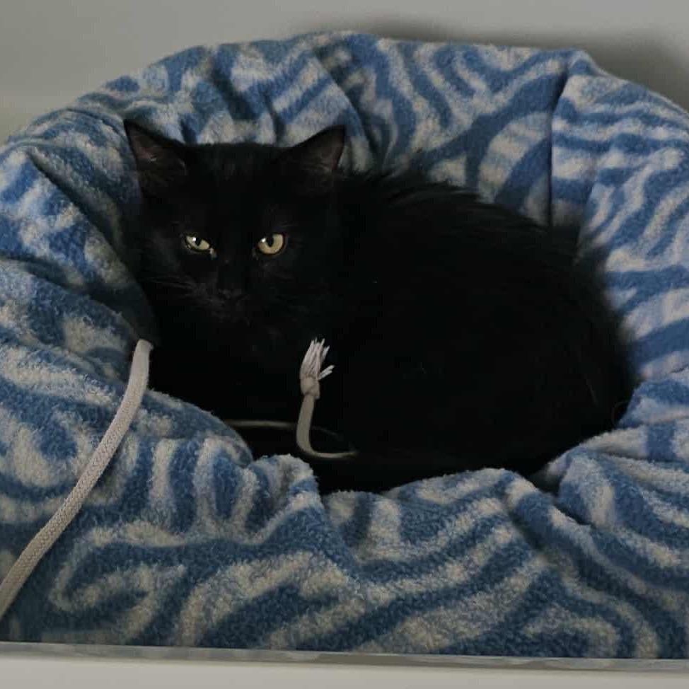 Enlarge Nero, a Adoptable Domestic Medium Hair in Germantown, MD image 5/6