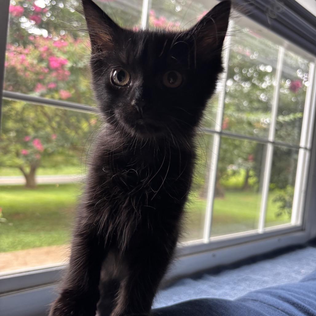 Nero, a Adoptable Domestic Medium Hair in Germantown, MD image 4/4
