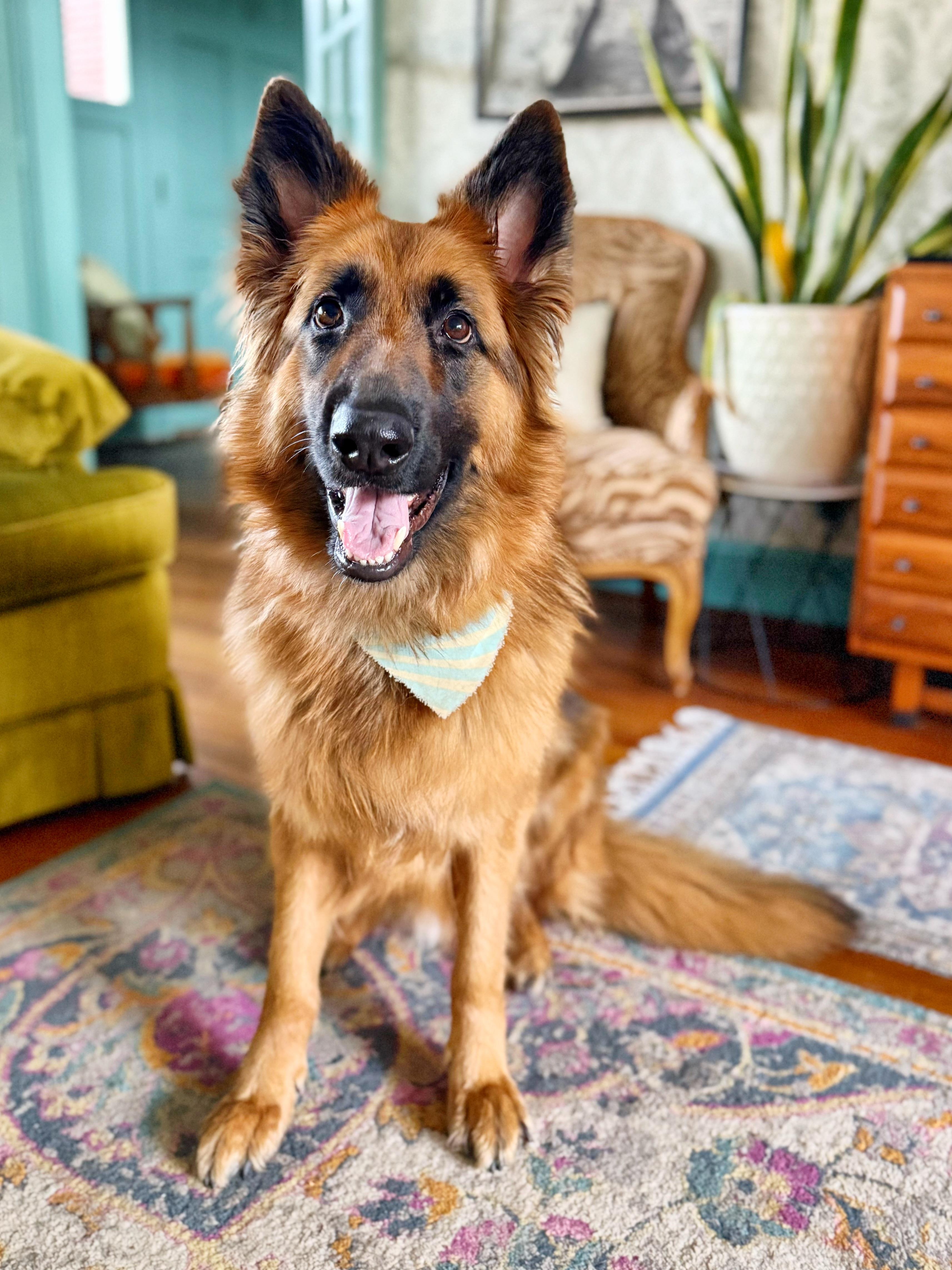Enlarge Vincent, an adoptable German Shepherd Dog in Jacksonville, NC image 2/5