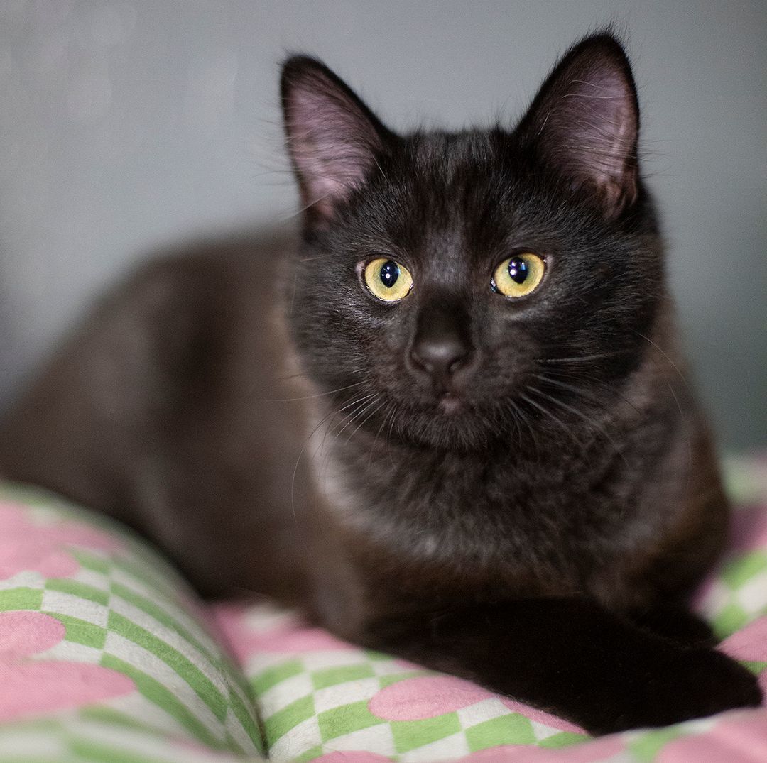 Lux (& Ripley), a Adoptable Domestic Short Hair in Chicago, IL image 1/5