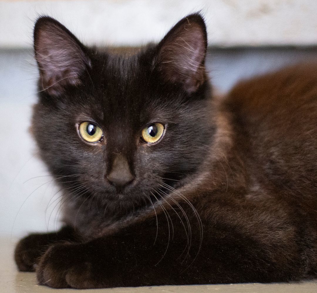 Lux (& Ripley), a Adoptable Domestic Short Hair in Chicago, IL image 2/5