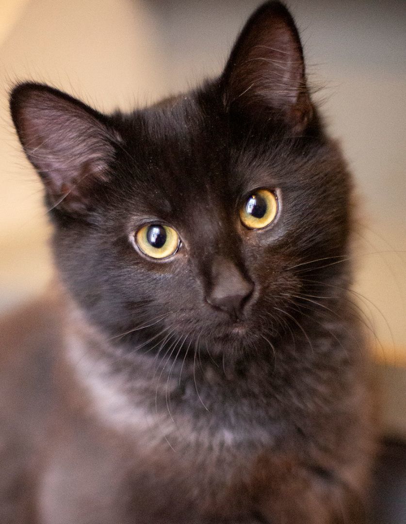 Lux (& Ripley), a Adoptable Domestic Short Hair in Chicago, IL image 3/5