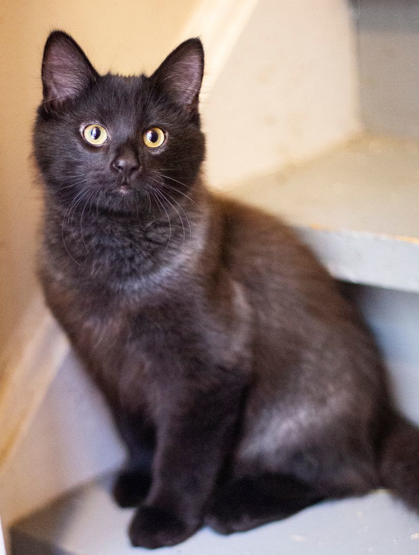 Lux (& Ripley), a Adoptable Domestic Short Hair in Chicago, IL image 4/5