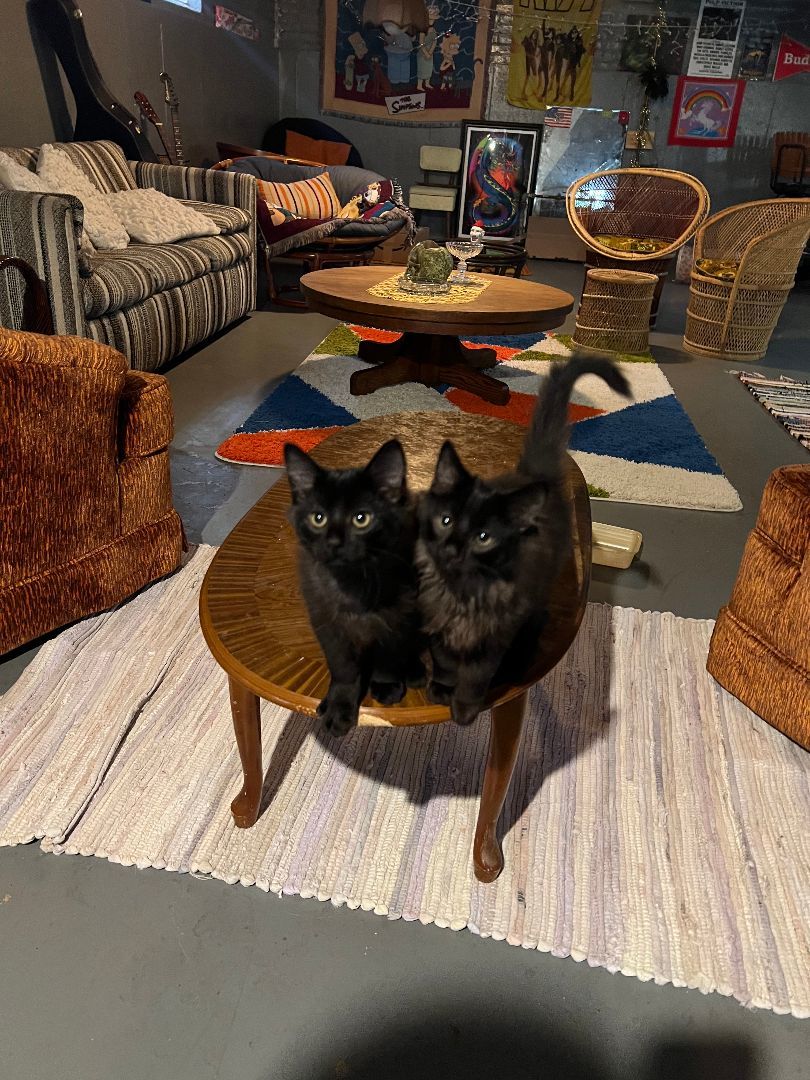 Lux (& Ripley), a Adoptable Domestic Short Hair in Chicago, IL image 5/5