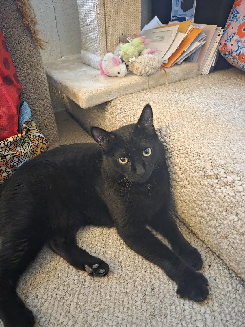 Enlarge Bagheera, a ADOPTABLE Domestic Short Hair in Elk Grove, CA image 1/1