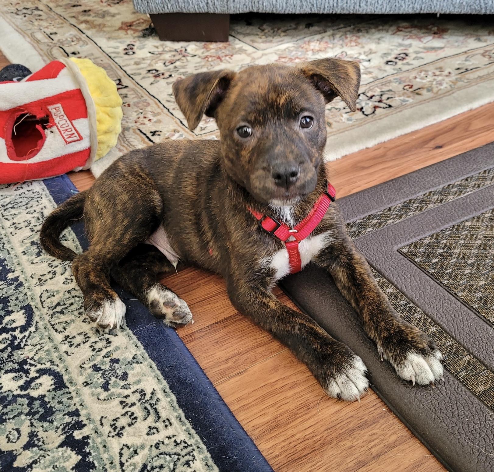 Frankie (Francis) Pit Bull Terrier Dog