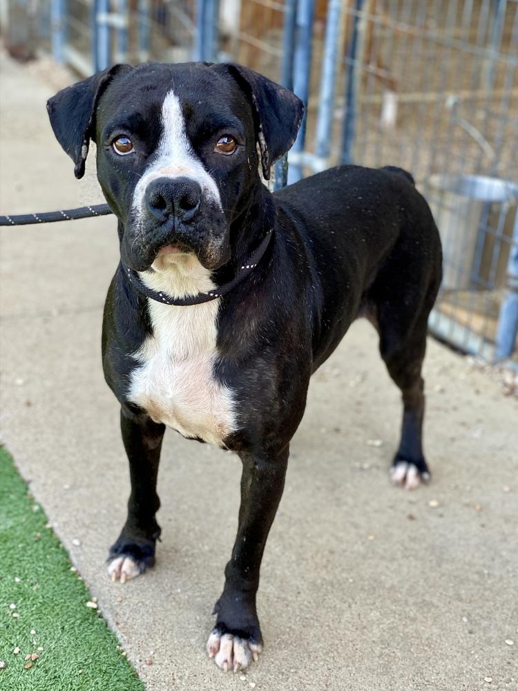 Peele, Adoptable, Senior Male Boxer.