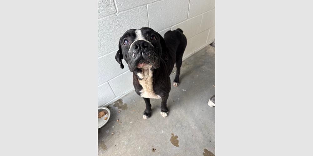 Peele, a Adoptable Boxer in Hewitt, TX image 2/5