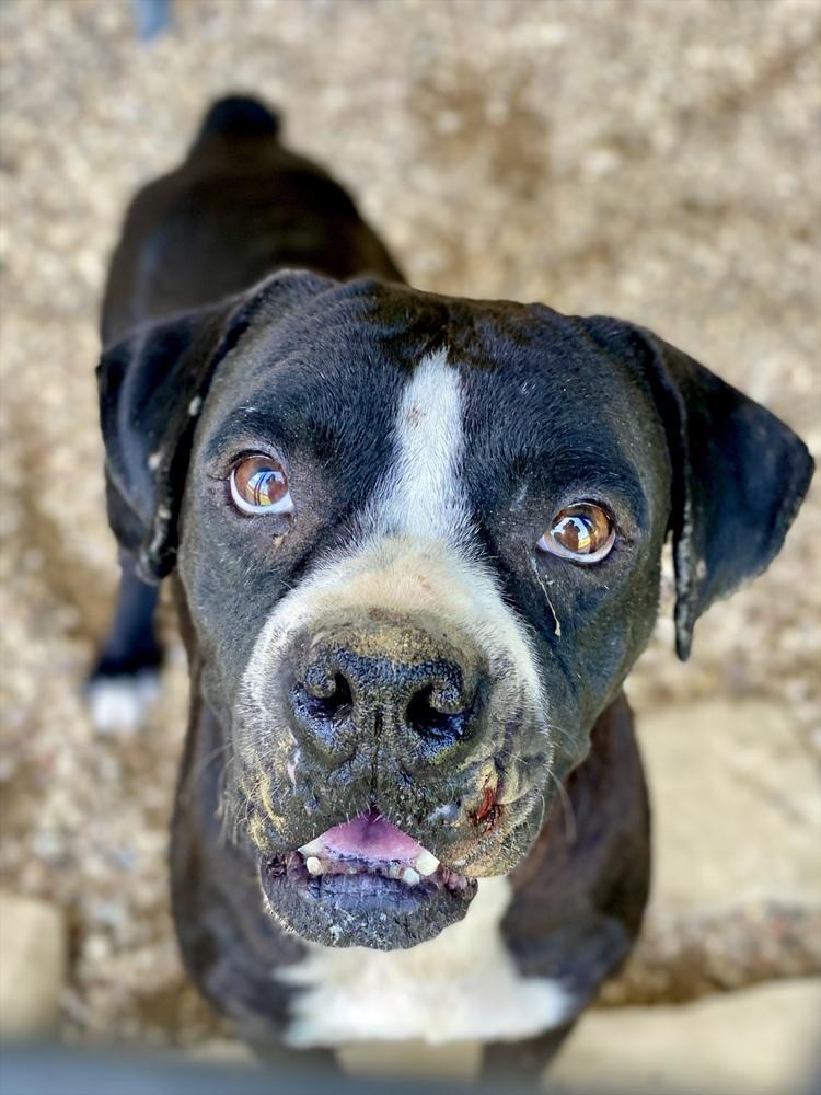 Peele, a Adoptable Boxer in Hewitt, TX image 3/5