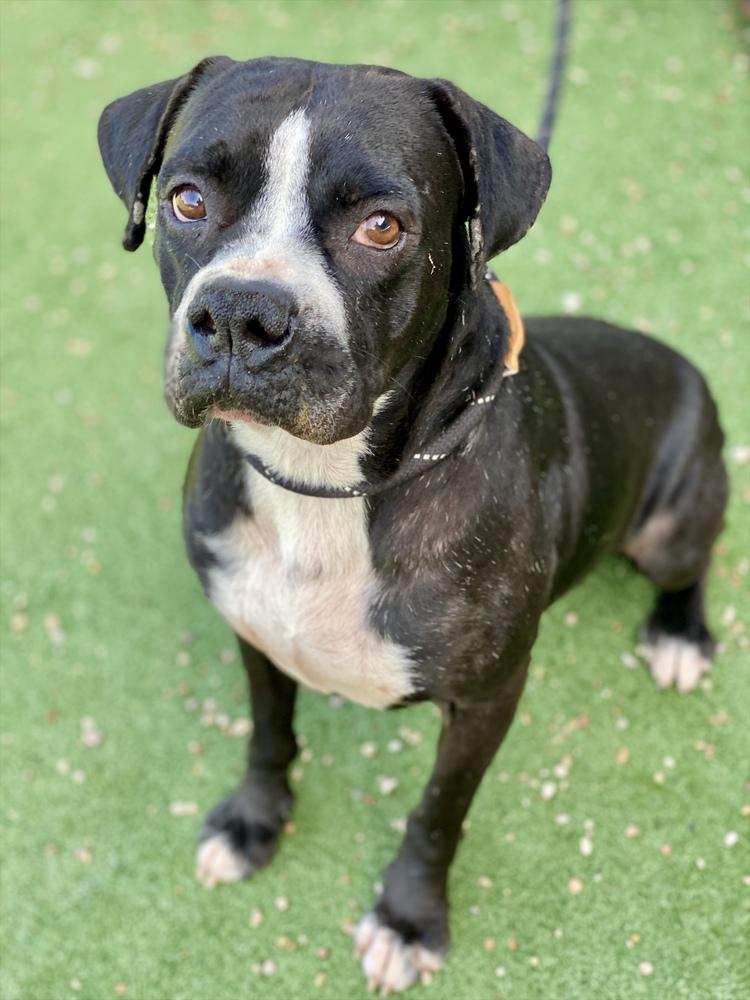 Peele, a Adoptable Boxer in Hewitt, TX image 5/5