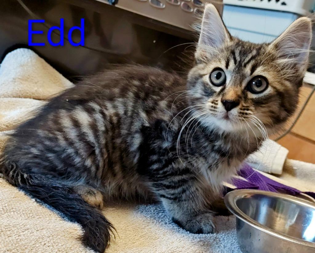 Enlarge Edd, a Adoptable mixed breed in Mena, AR image 1/1