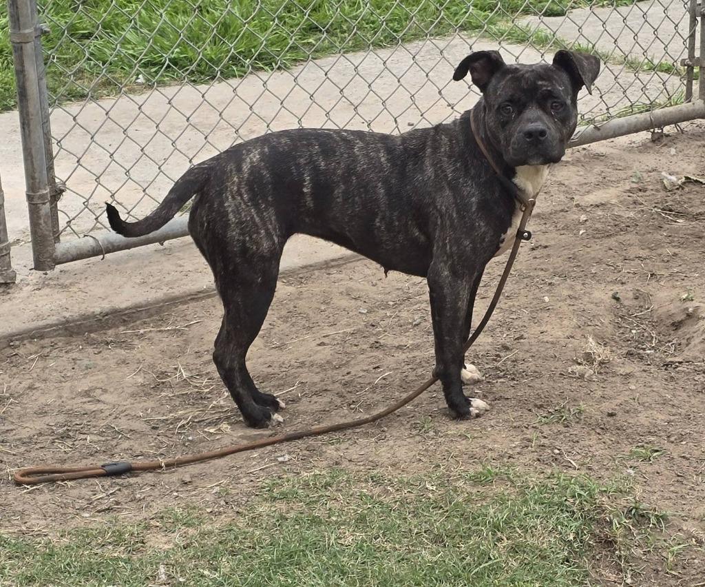 Enlarge Brindle pit, a Adoptable Pit Bull Terrier in Humble, TX image 1/1