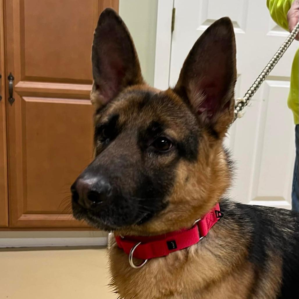 Maxwell (26-011), Adoptable, Young Male German Shepherd Dog.