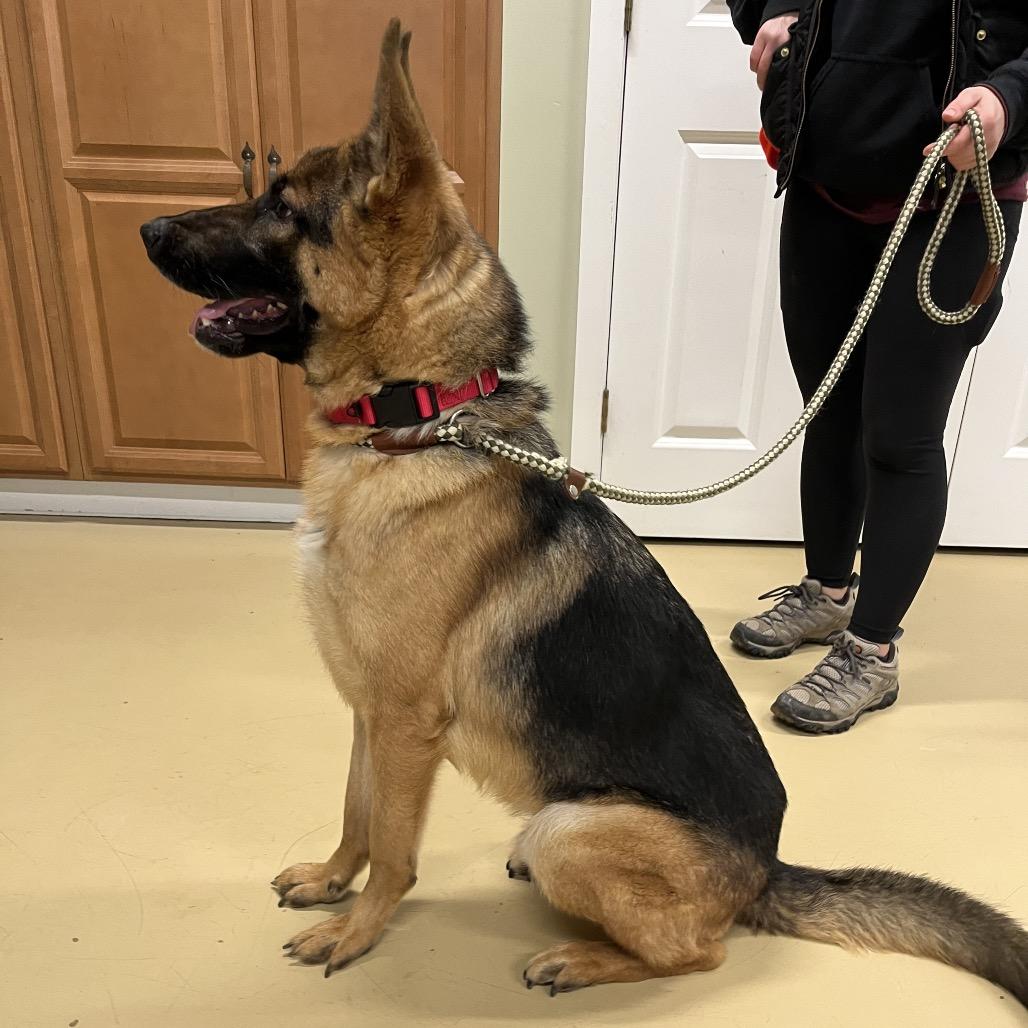 Maxwell (26-011), a Adoptable German Shepherd Dog in New Ringgold, PA image 2/6
